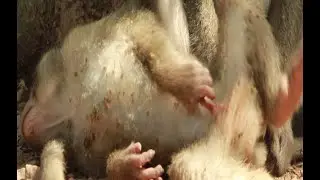 How To See Bronco And Bronx - David -Dustin Monkey