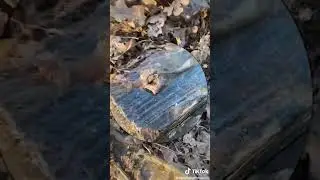 Hund findet unheimliche Dinge auf Wiese #askreddit #horror #campingmitherz #paranormal #creepy