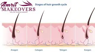 HAIR GROWTH CYCLE #haircare #hairtips #hairtutorial #hairgrowth #youtubeshorts #youtube #technology 