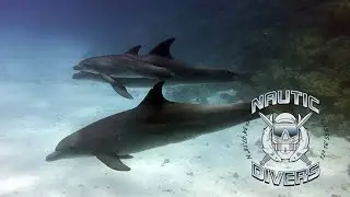 Scuba Diving Red Sea Egypt July 2016
