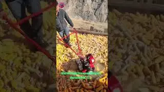 Corn Magic: Witnessing The Hyper-Efficient Kernel Harvest! 🌽✨🚀