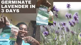 How to grow lavender from seed successfully + germinate seeds faster / grow perfect lavender bushes