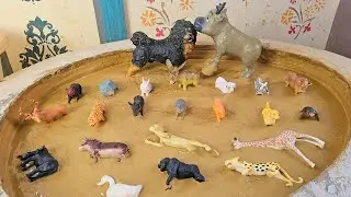 Zoo Animals, Farm Friends & Wild Creatures Unite for an Epic Adventure!