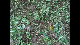 Planting a new patch of Jewelweed