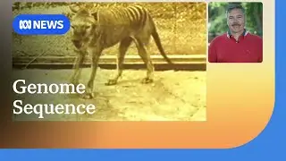 Thylacine genome nearly sequenced | ABC NEWS