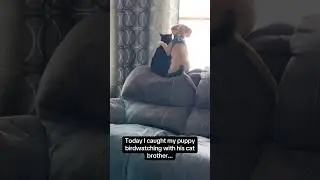 Cat and dog are best friends 💕💕💕w#cat #dog #love #foryou #fyp