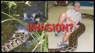 ARE ESCAPED EXOTIC PETS TAKING OVER THE WILD?