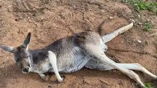 Norman the red kangaroo. Taken 2 days before he passed. He got out and was hit by a car. 