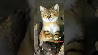 Ты добрый, это хорошо #cats #факт #tik tok #world news #топ10 #cat  #тренды