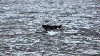 Avvistamento balene Lofoten 2014