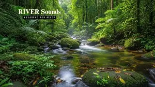Deep Night Sleep 💧 River Sounds in the Forest