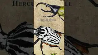Types Of Scarabs - Hercules Beetle 🪲#shorts