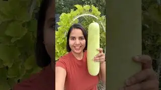 Homegrown Lauki Harvest | Garden Bottle Gourd Update and Harvest #garden #gardening