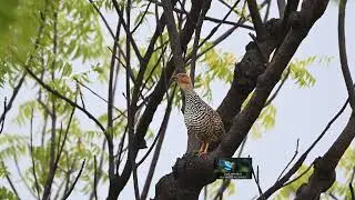 Painted Francolin calling 4k