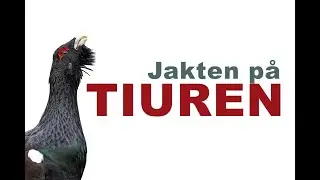 Jakten på tiuren