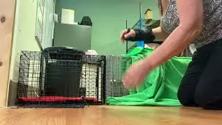 Transfer a Feral Cat from 2-Door trap in Transfer Cage &hellip;&hellip; without friends.