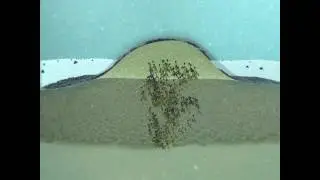 The Dynamic Cell