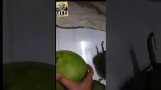 Do you know the name of this fruit 😁 tell the name of this fruit in comments #fruit #guess