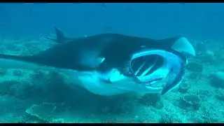 4K Suba diving Maldives Jan 2020 with Oceanus.