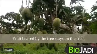 Reviving Mango Majesty: BioJadi's Astonishing Impact | Fruitful Futures Begin Here!