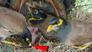 Myna bird is taking very good care of her babies