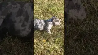 The Southeast Bully Kennels Experience - newborn to 9 weeks old