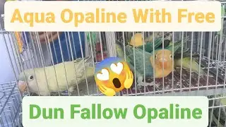 Vlog310 Aqua Opa B1 😱 Aqua Opa Euwing Dilute B2 😱 With Free Dun Fallow 😱😱😱😱😱