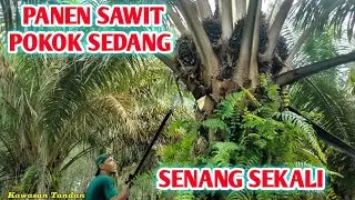 BIKIN SENANG ‼️ PANEN BUAH SAWIT POKOK SEDANG