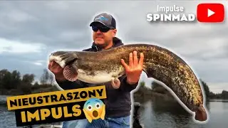 SpinMad IMPULSE [sum na sandaczowy zestaw]