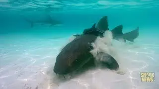 Alligator Enemy | Shark Week 2018