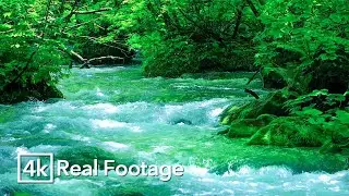 Forest Stream in Oirase | Real Forest Sounds (No Music)