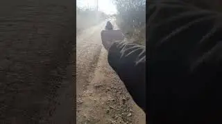 стрельба из травматического пистолета макарова мр79-9тм #ak47 #stalker #guns