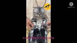 Funny cats dancing compilation 2021 #shorts #catfunnyvideos #catdancing