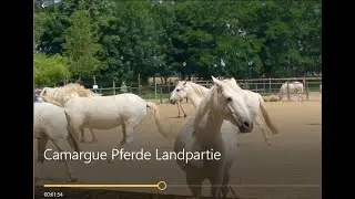 Camargue Pferde Landpartie