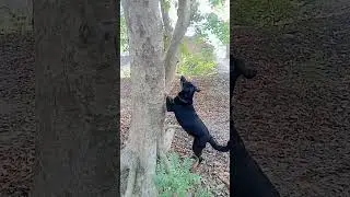 german shepherd dog #doglover #trending #viral #denger #cutdog #youtubesort #sortvideo #dog