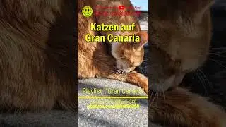 #Katzen auf #Gran #Canaria #Weltkatzentag #WorldCatDay  #Melmac #cats #katze #catlover #kitty
