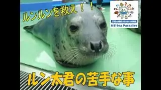 【アザラシ】ルン太君の苦手な事（伊勢シーパラダイス／水族館）