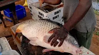 A quiet village with an unreal talent | An expert slices a giant tilapia fish's eggs near a rice fie