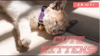 😍 Cute is Not Enough - Cute Kittens compilation
