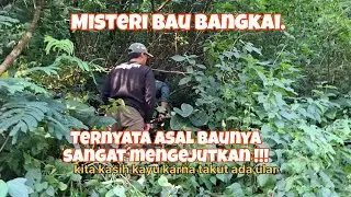 Misteri Bau Busuk, kejadian ganjil dan horor Terpecahkan: Pelakunya Bikin Sakit Perut!