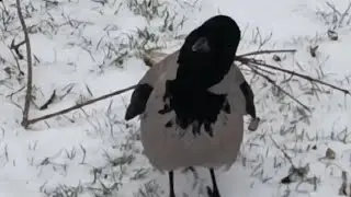 Не только позируют а сочиняют сценарии Серые вороны 