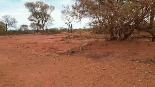 Monitor lizard (Sand goanna)