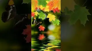 Meditation Music - Gilory Relaxing Vibes