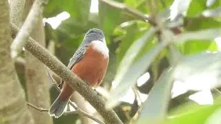 Caboclinho de papo branco (Sporophila palustris)