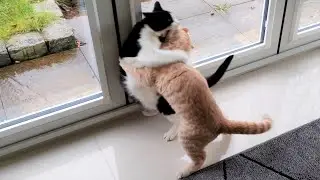 Kitten Tries To Dominate Older Cat