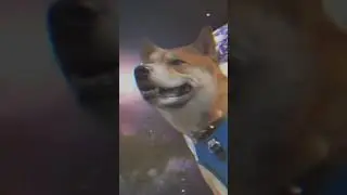 Toshi on Solana first dog to ever buy crypto $TOSHI #solana #solanamemecoin #crypto #memecoin
