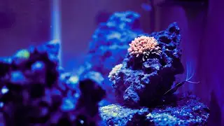 Salt water Tank Recap