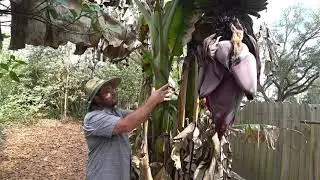 Update on Dwarf Namwah banana