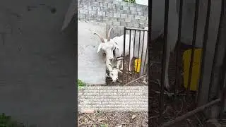 Prison Break: The Genius Goat Who Mastered Door Locks!