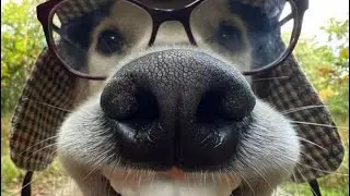 Funny Dogs Compilation | Funniest Dog Videos